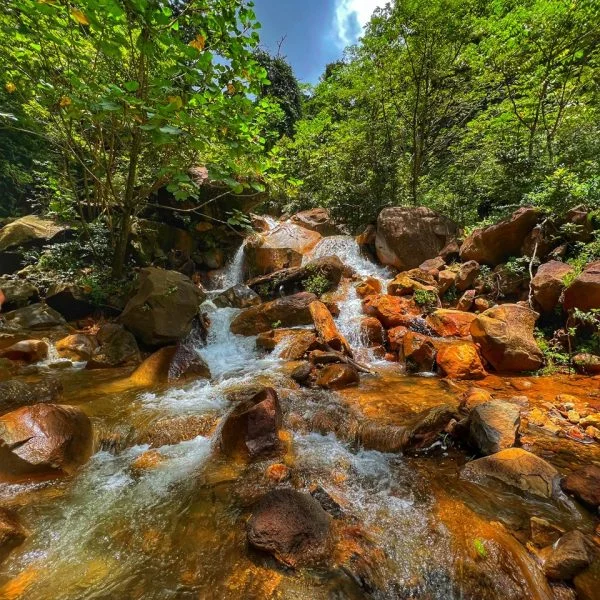 Miravalles Rain Forest
