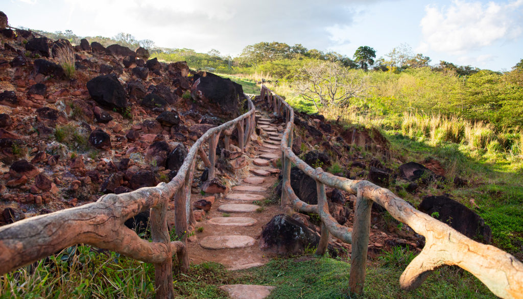 Rainforest Landscape
