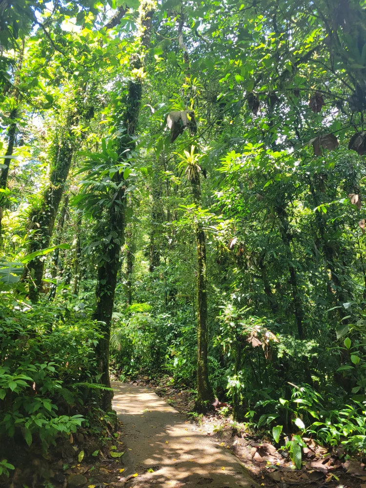 Delicious-Meal-after-a-Monteverde-Waterfalls-Tour